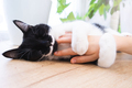 Black cat with white mustache hugging child's hand in dream. Pet care concept. - PhotoDune Item for Sale