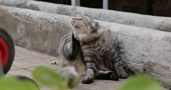 Street Cat Sit on The Ground