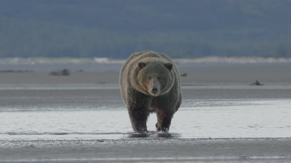 Grizzly Bear Walking Towards Camera