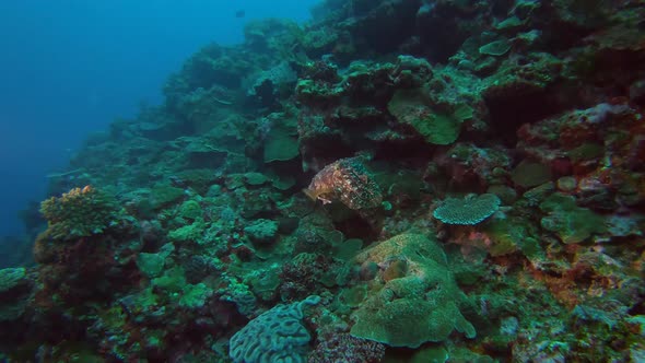 Shot of a cuttlefish swimming by the reef in Kume Island OKinawa Japan