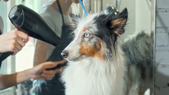Cute Sheltie Puppy Getting Its Fur Dried After Washing By a Professional Groomer