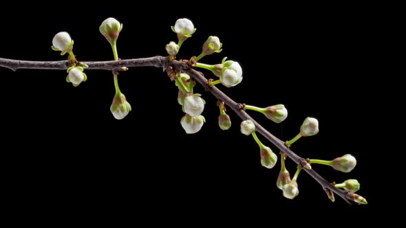 Time Lapse Flowering Flowers of Cherry Plum