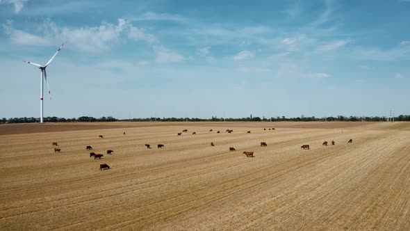 Top View of a Cow Pasture Near a Wind Farm Where Cows Graze