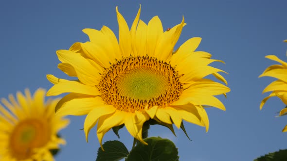 Ladybug over over sunflower Helianthus annuus plant  ray flowers 4K video