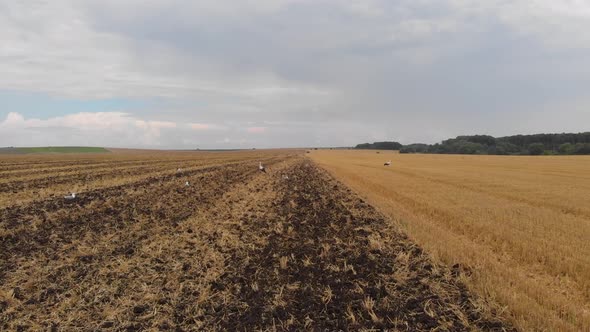 Aerial drone view of white storks feeding on plowed by tractor agricultural field.