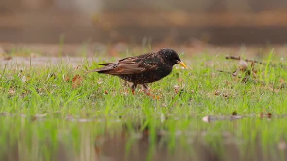 Wild Forest Bird Common Starling Looking for Worms In Spring Day