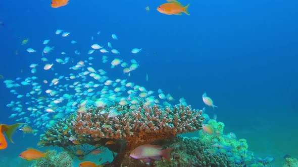 Tropical Sea and Blue-Green Chromis