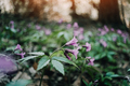 Biautiful purple spring flower in forest leaves - PhotoDune Item for Sale