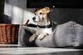 Purebred male Jack Russell Terrier lies in his bed - PhotoDune Item for Sale