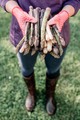 Asparagus sprouts in hands of a farmer - PhotoDune Item for Sale