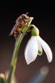 A working bee collecting pollen on a white snowdrop flower - PhotoDune Item for Sale