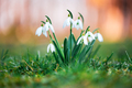 Snowdrop flower on spring meadow - PhotoDune Item for Sale