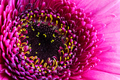 Abstract macro of a gerbera flower blossom - PhotoDune Item for Sale