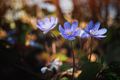 Biautiful blue spring flower in forest leaves - PhotoDune Item for Sale