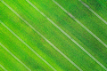 Aerial photo flying over green grain wheat field - PhotoDune Item for Sale