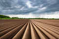 Agricultural field with even rows in the spring - PhotoDune Item for Sale