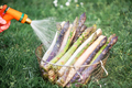 Farmer washes asparagus sprouts with garden hose - PhotoDune Item for Sale