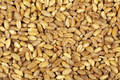 Wheat grains as background - PhotoDune Item for Sale