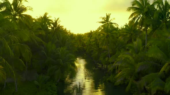 Palm Tree Jungle in the Philippines. Concept About Wanderlust Tropical Travels