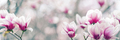 Magnolia flowers - PhotoDune Item for Sale