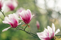 Magnolia flowers - PhotoDune Item for Sale