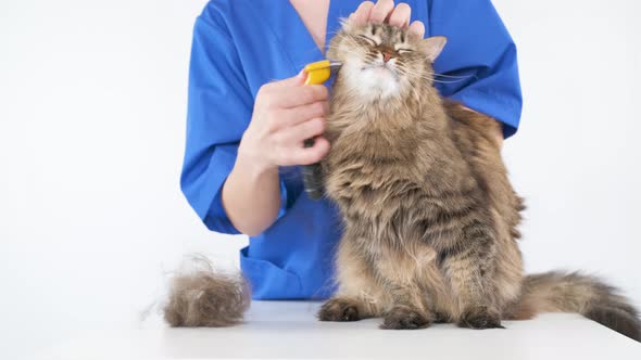 The girl combs the fur of a cat on a white table using a furminator