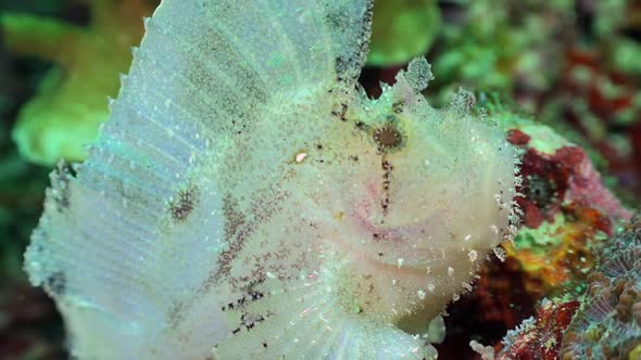 White Leaf Scorpionfish (Taenianotus triacanthus) stretching mouth close up shot