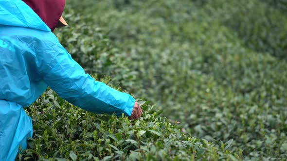 farmer working in tea plantation