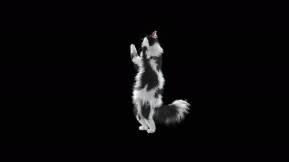 Cat Cheering 4K