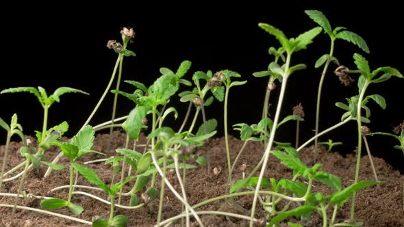 Time Lapse of Growth Marijuana Plant