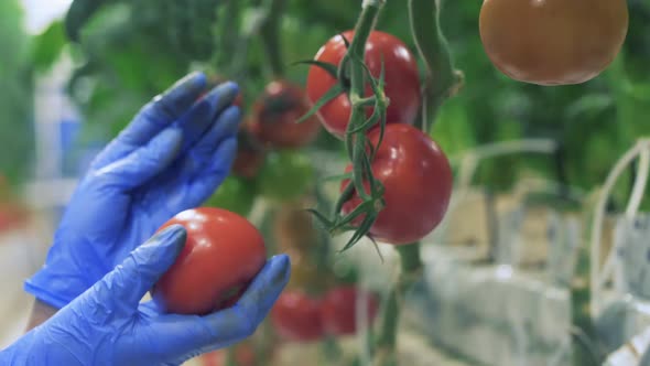 Person Collects Tomatoes From Branches While Working in Greenhouse