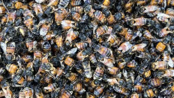 An entire swarm of bees lies dead due to sudden cold storm during 2020.