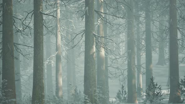 Mystical Winter Forest with Snow and Sun Rays Coming Through Trees