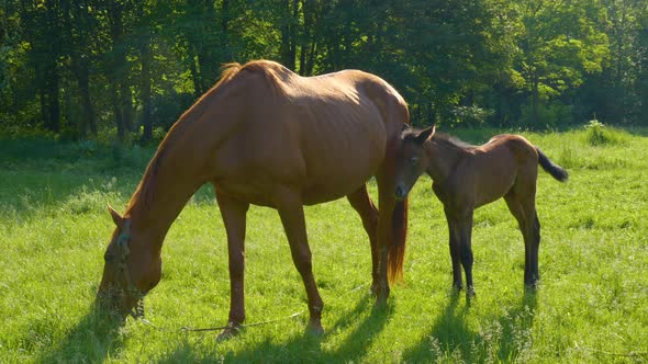 Horse and Foal in the Morning Pasture