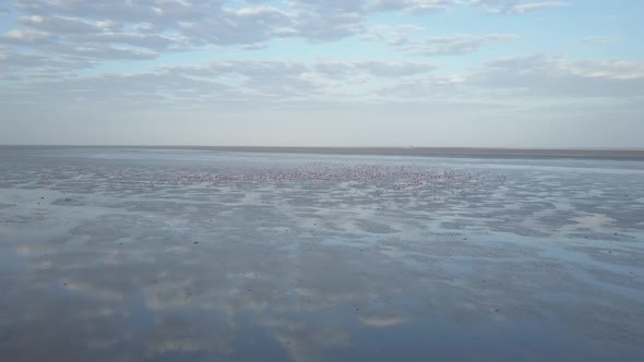 Aerial drone view of pink flamingos birds wild animals in a safari in Africa lake.