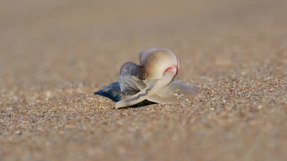 Plough Snail Predating On A Blue Bottle 