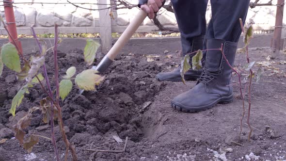 Man Digging In The Garden Closeup