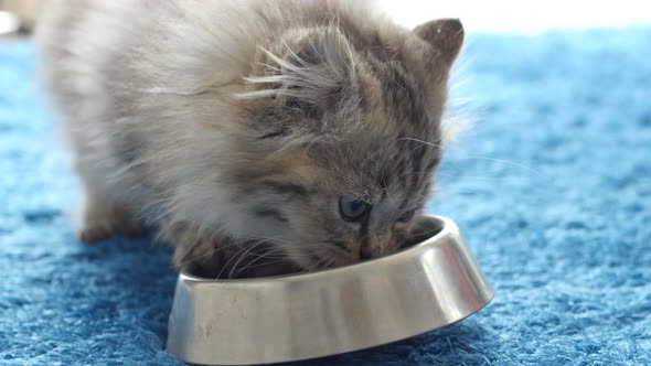 Cute Persian Kitten Eating Cat Food