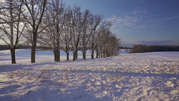 The road through the oak alley in winter at sunset