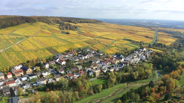 Vineyards in autumn, Rheingau, Oestrich-Winkel, Hesse, Germany