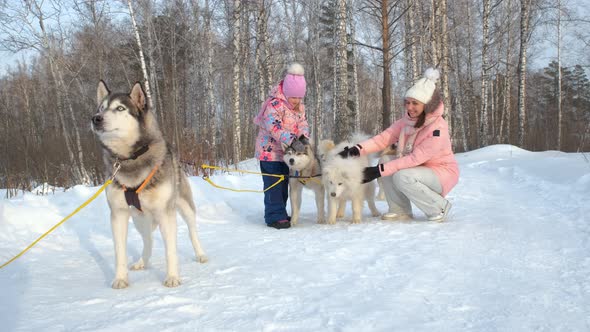 Woman with Daughter Petting Huskies in Winter Day