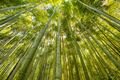 Low angle view of green tall bamboos in forest - PhotoDune Item for Sale