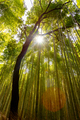 Low angle view of tree silhouette in a bamboo in forest on sunny day - PhotoDune Item for Sale