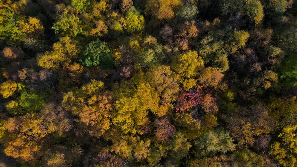 Vivid fall colors shown in treetops of alpine forest; aerial view