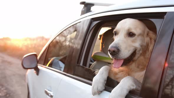 Golden Retriever Dog in the Car
