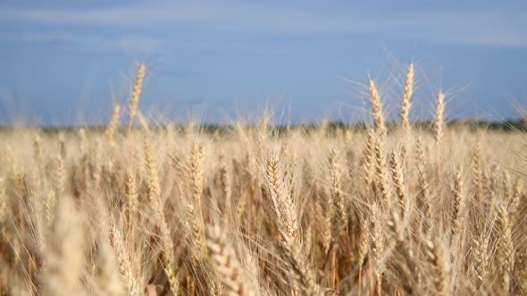 Close-up view of wheat on agriculture field