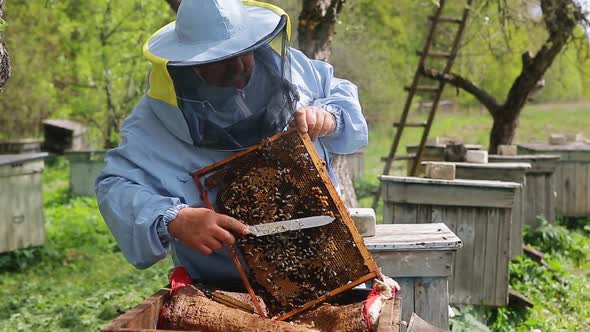 The Beekeeper Holds a Honey Frame with Bees in Hands and Cuts Bad Bees Brood