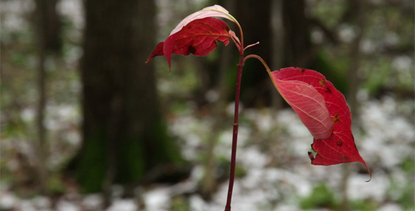 Eed Leaves Swaying On Wind