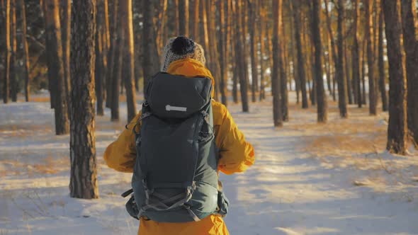 Rear View of a Woman Travels Through an Winter Pine Forest with a Backpack