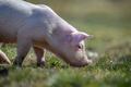 Newborn piglet on spring grass on a farm - PhotoDune Item for Sale